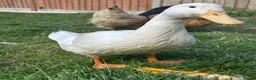 Ducks poultry for sale: 3 Cherry Valley Ducks - Advert 17