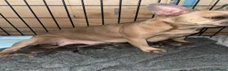 French Bulldog dogs for sale: Beautiful frenchies for sale, ready to leave now - Advert 14