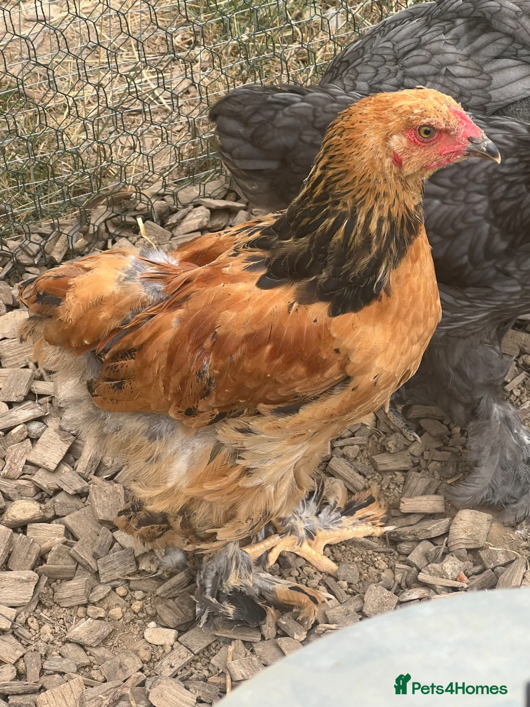Chickens poultry for sale: 2 x Brahma 11 week old roosters - Advert 1