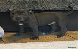 Staffordshire Bull Terrier dogs for sale: 🐾Reduced♥️World Famous Samtan Dozer & C in Swansea - Image 7