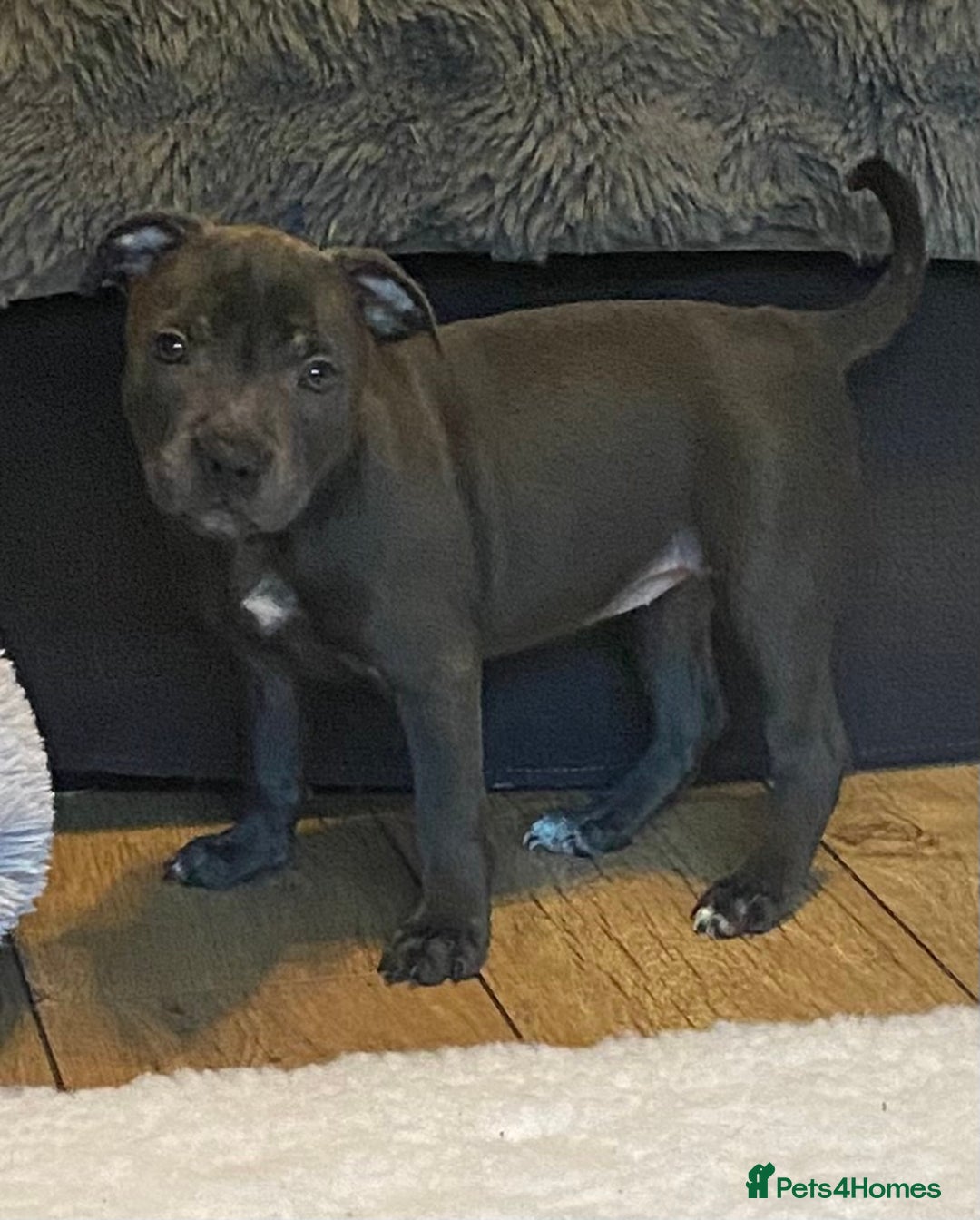 Staffordshire Bull Terrier dogs for sale: 🐾Reduced♥️World Famous Samtan Dozer & C in Swansea - Image 7