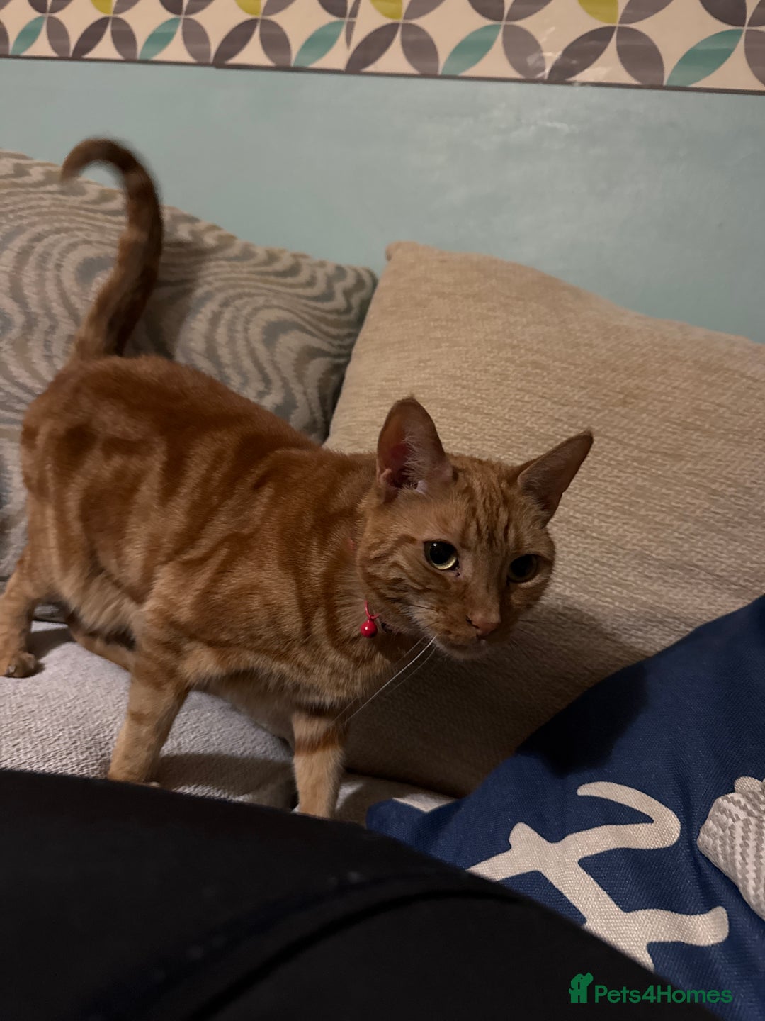 Domestic Shorthair cats for sale: Two tabby cats - Image 4