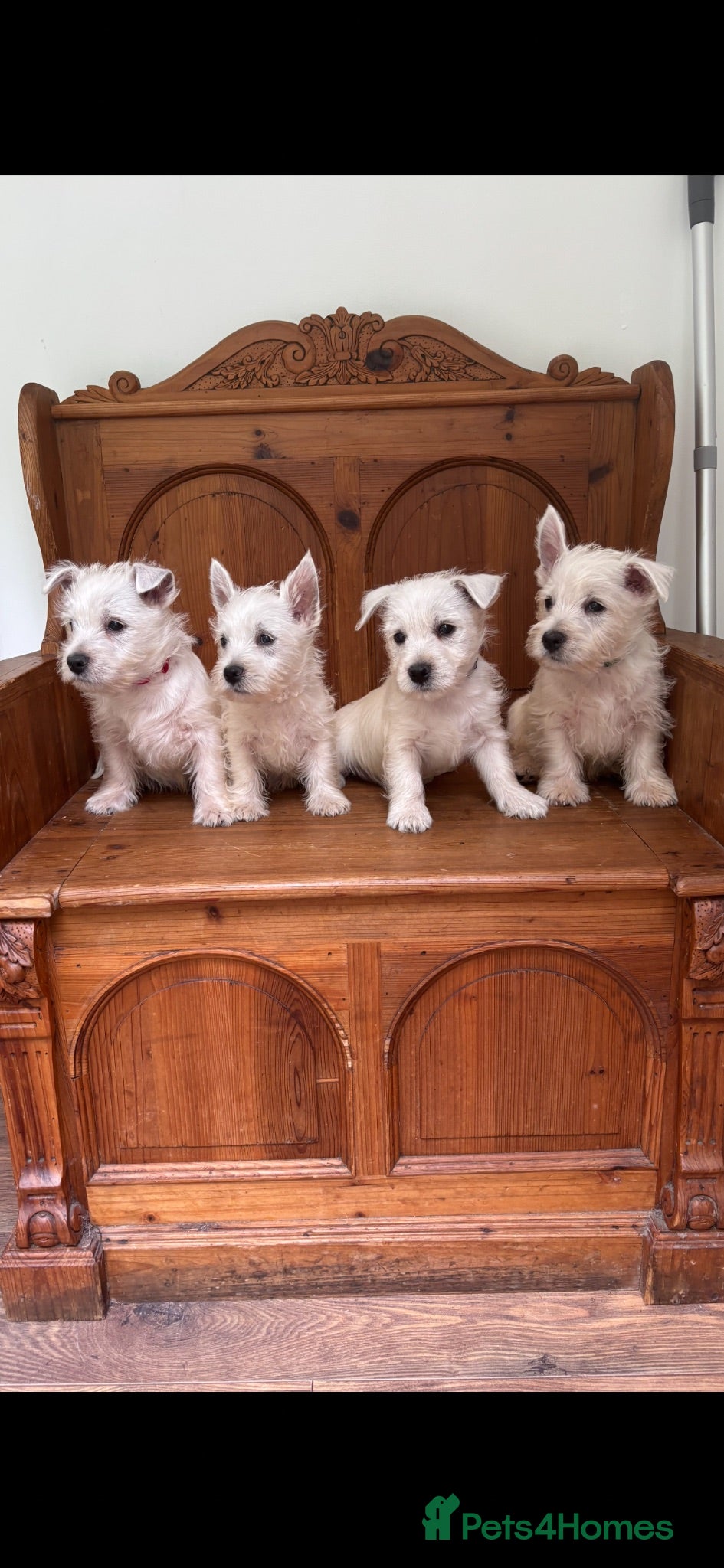 West Highland Terrier dogs ROYAL KENNEL CLUB WEST HIGHLAND TERRIES - Advert 1