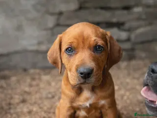 Mixed Breed dogs Valentine’s Day Vizsla x Welsh Sheepdog Puppies - Advert 9