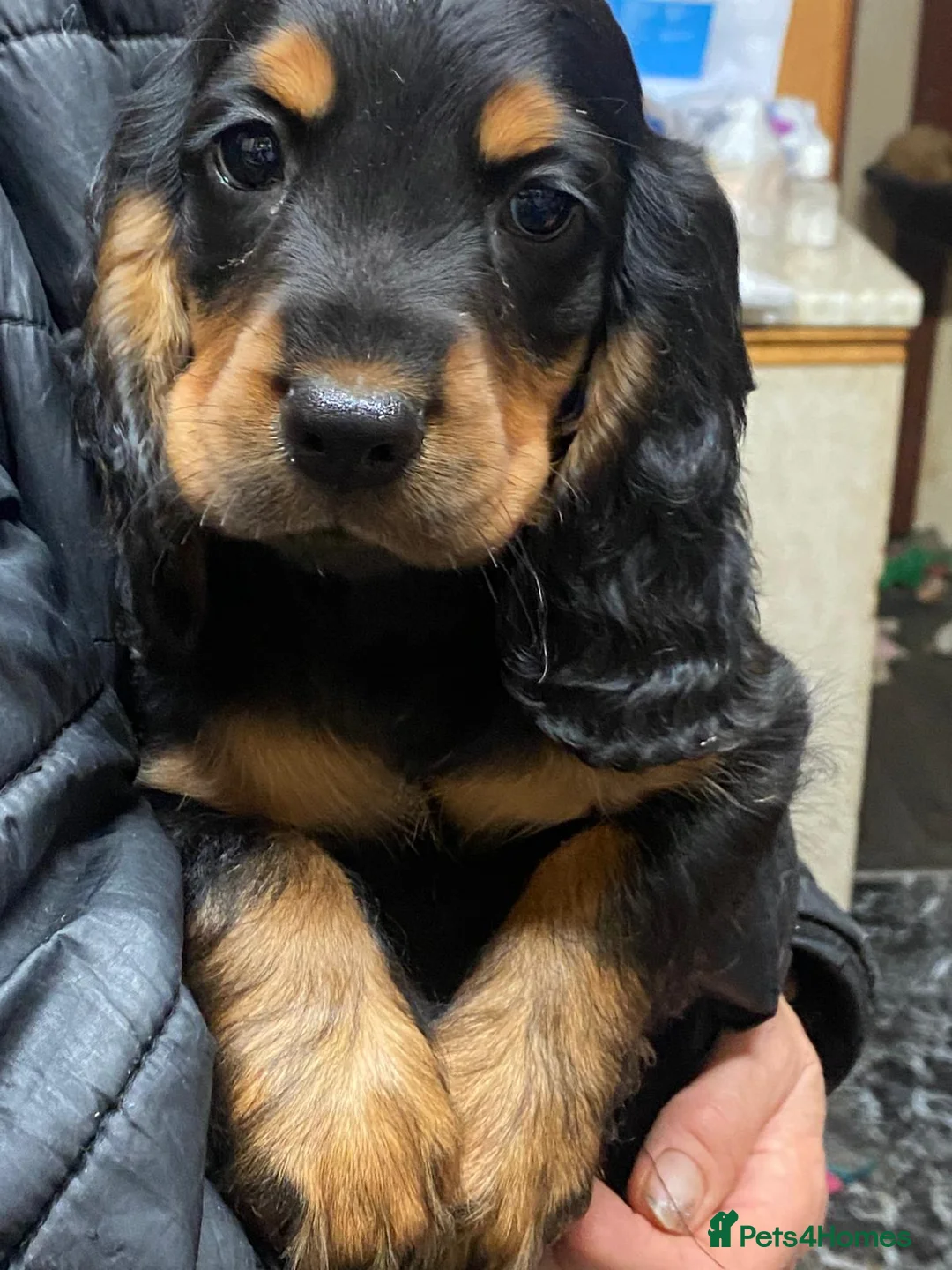 Cocker Spaniel dogs for stud: Stunning  Cocker Spaniel for stud in Northwood - Advert 17