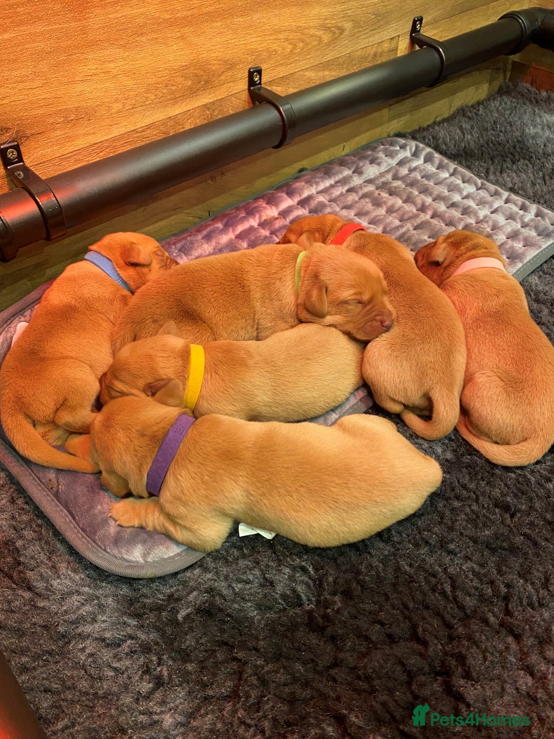 Labrador Retriever dogs for sale: Health Tested FTCH Sired Working Labrador Puppies - Advert 1