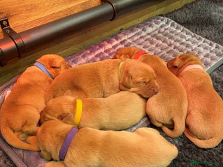 Labrador Retriever dogs for sale: Health Tested FTCH Sired Working Labrador Puppies - Advert 1