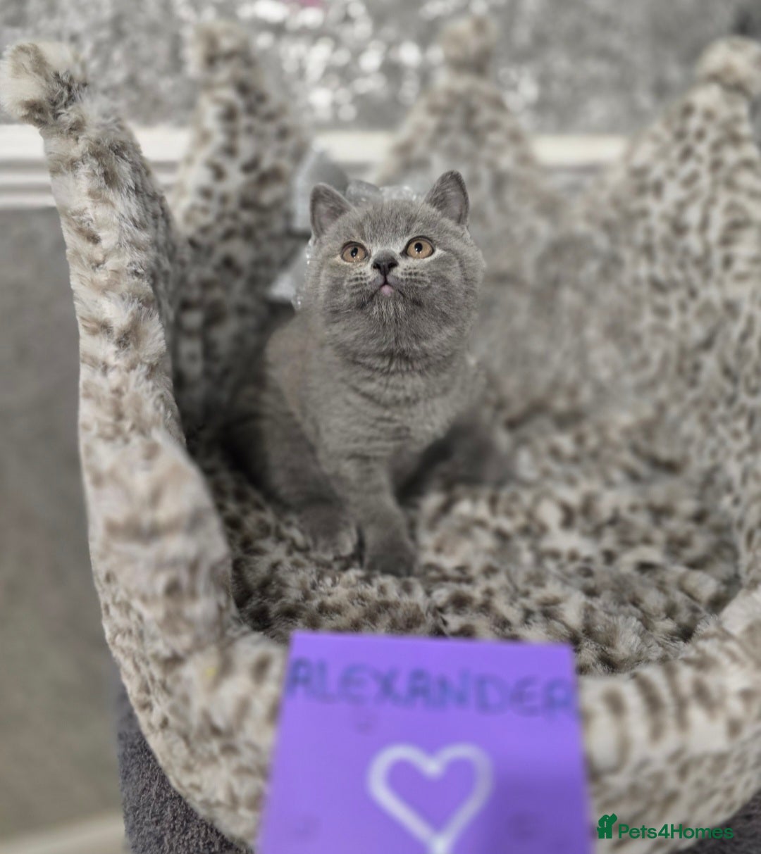 British Shorthair cats for sale: 🩷💜Beautiful British shorthair kittens 💜🩷 - Advert 28