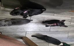 French Bulldog dogs for sale: 2 Adult French bulldogs and 4 Puppies  - Image 34