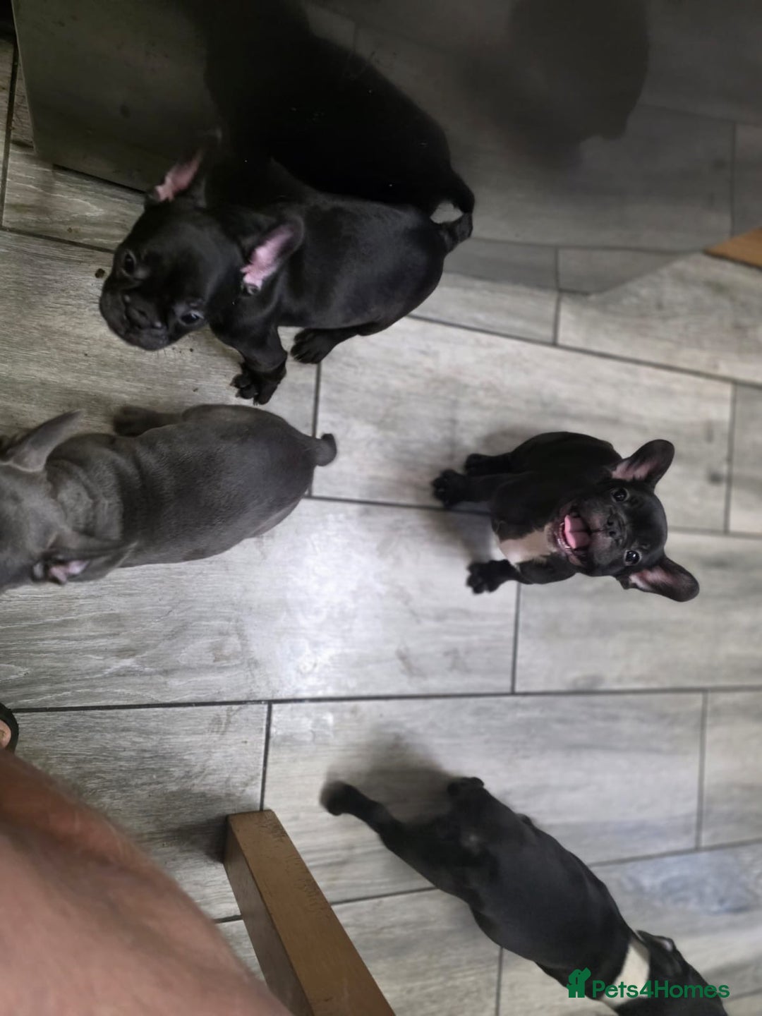 French Bulldog dogs for sale: 2 Adult French bulldogs and 4 Puppies  - Image 34