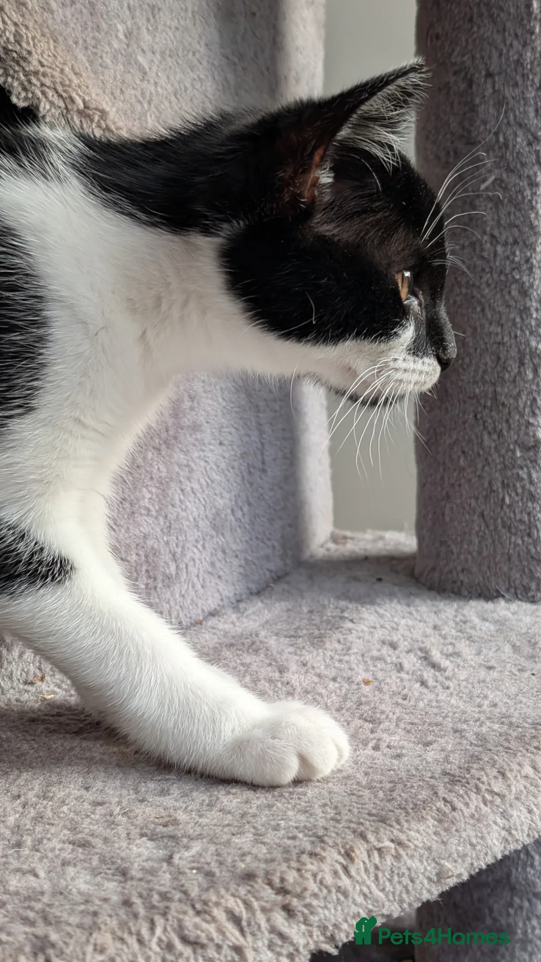 Mixed Breed cats for sale: FEMALE KITTEN in need of a loving forever home . - Advert 5