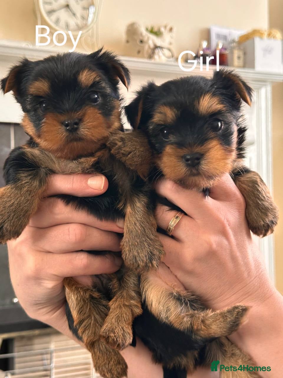 Yorkshire Terrier dogs for sale:  KC Registered Yorkshire Terrier Puppies  - Advert 11