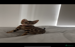 Bengal cats for sale: Bengal kittens  - Image 6