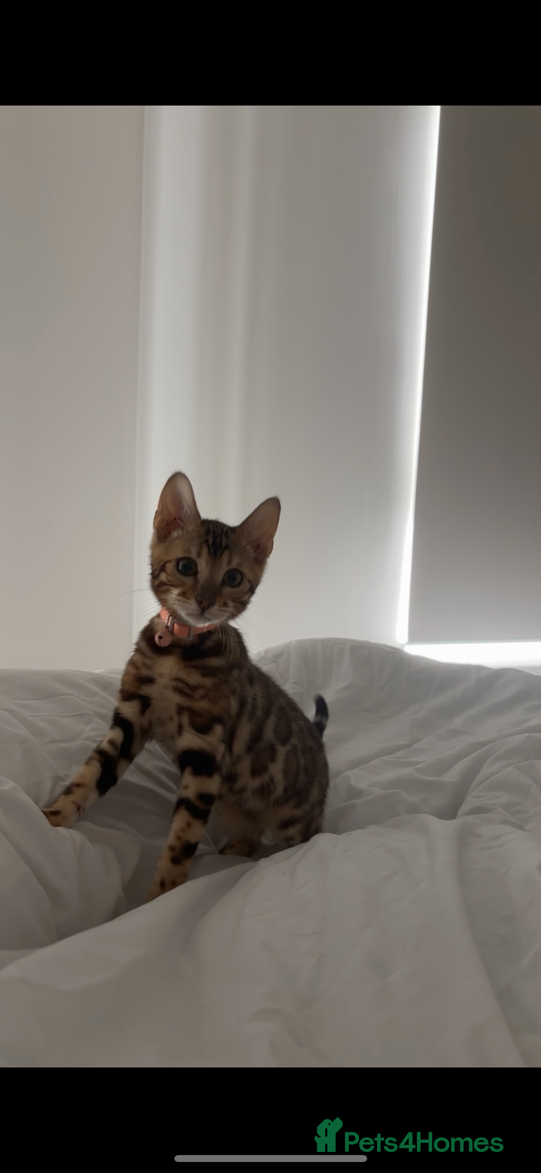 Bengal cats for sale: Bengal kittens  - Image 6