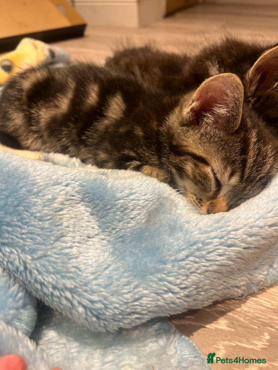 Mixed Breed cats for sale: Gorgeous Bengal Markings! READY NOW! - Image 4