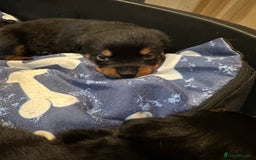 Rottweiler dogs for sale: Kc reg Rottweiler puppies. Ready 17 dec - Image 2