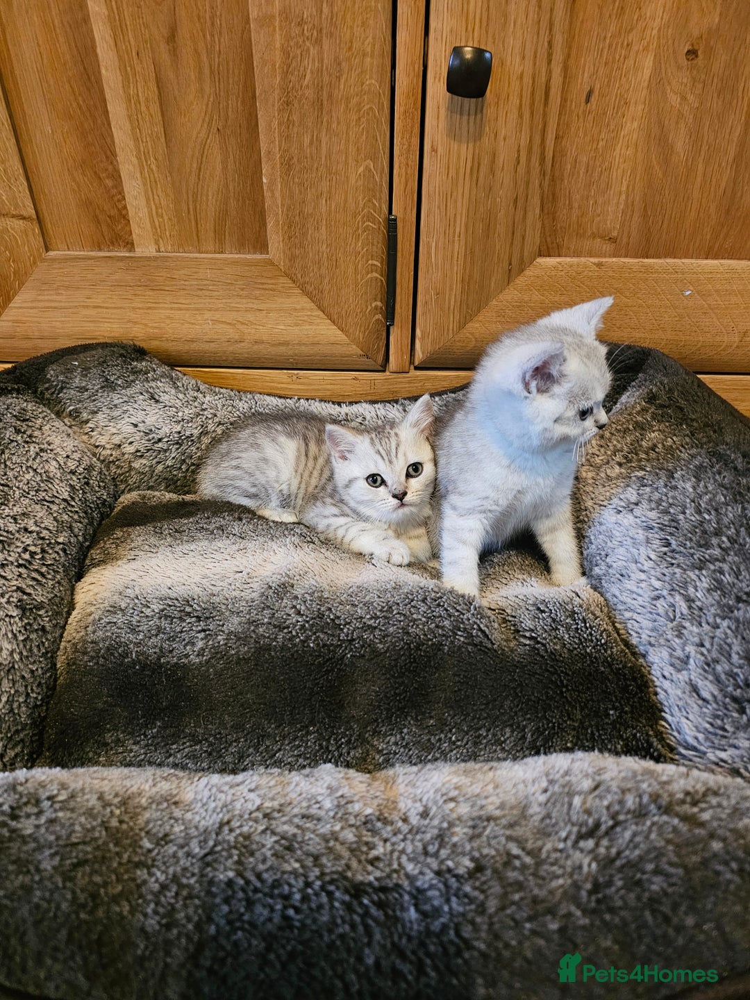 British Shorthair cats for sale: British shorthair kittens for sale.  - Image 7