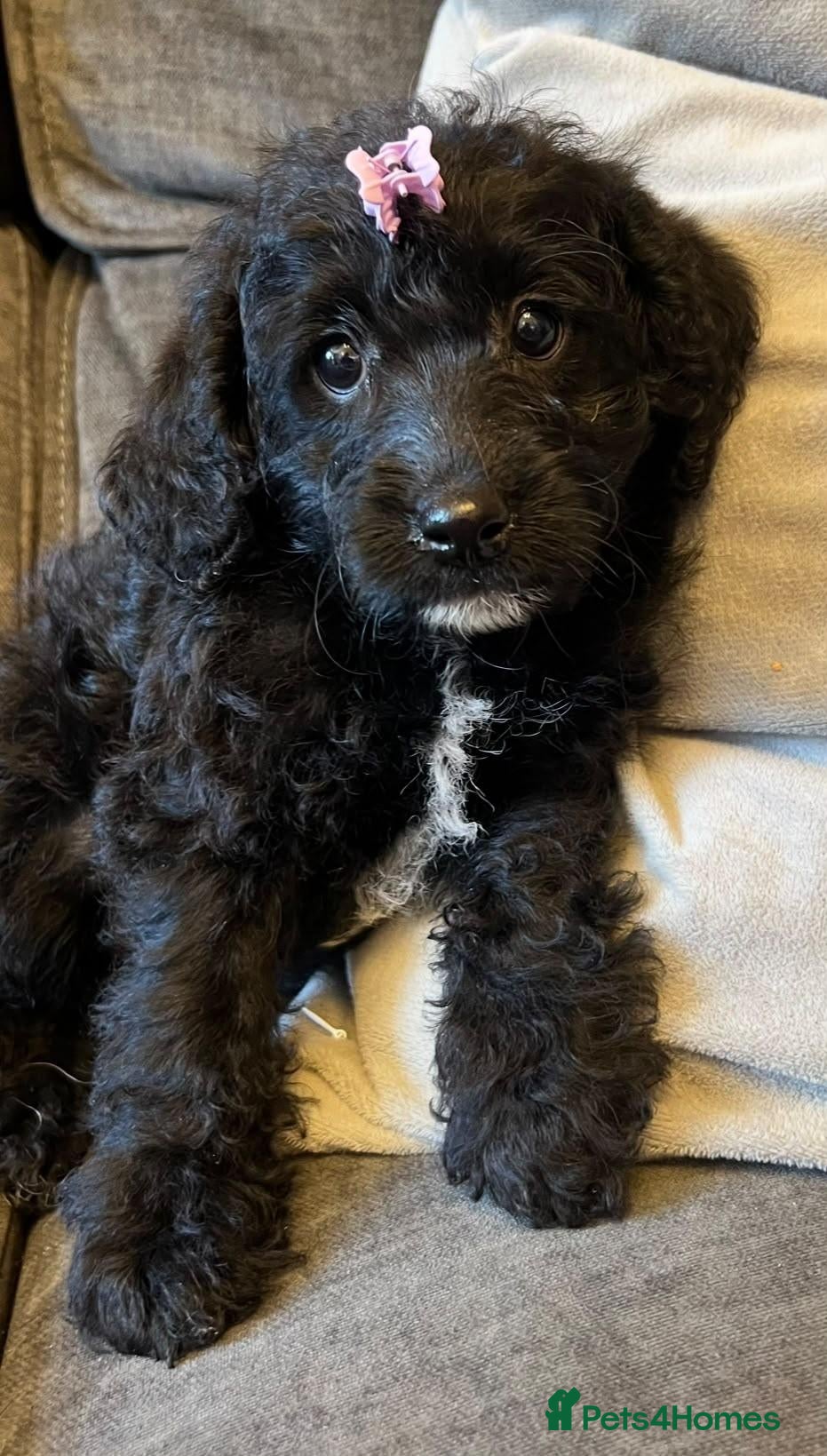 Labradoodle dogs Last 1..£950 fully vaccinated F1b Labradoodle pups - Advert 18
