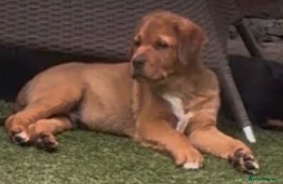 Mixed Breed dogs Central Asian Shepard x Rottweiler Puppies - Advert 2