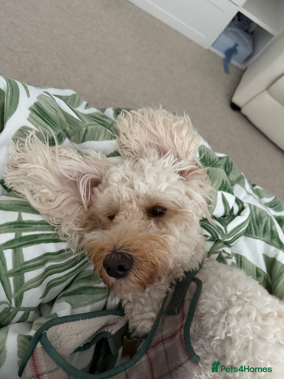 Cockapoo dogs for stud: Stud Dog Available – Cockapoo  - Image 1