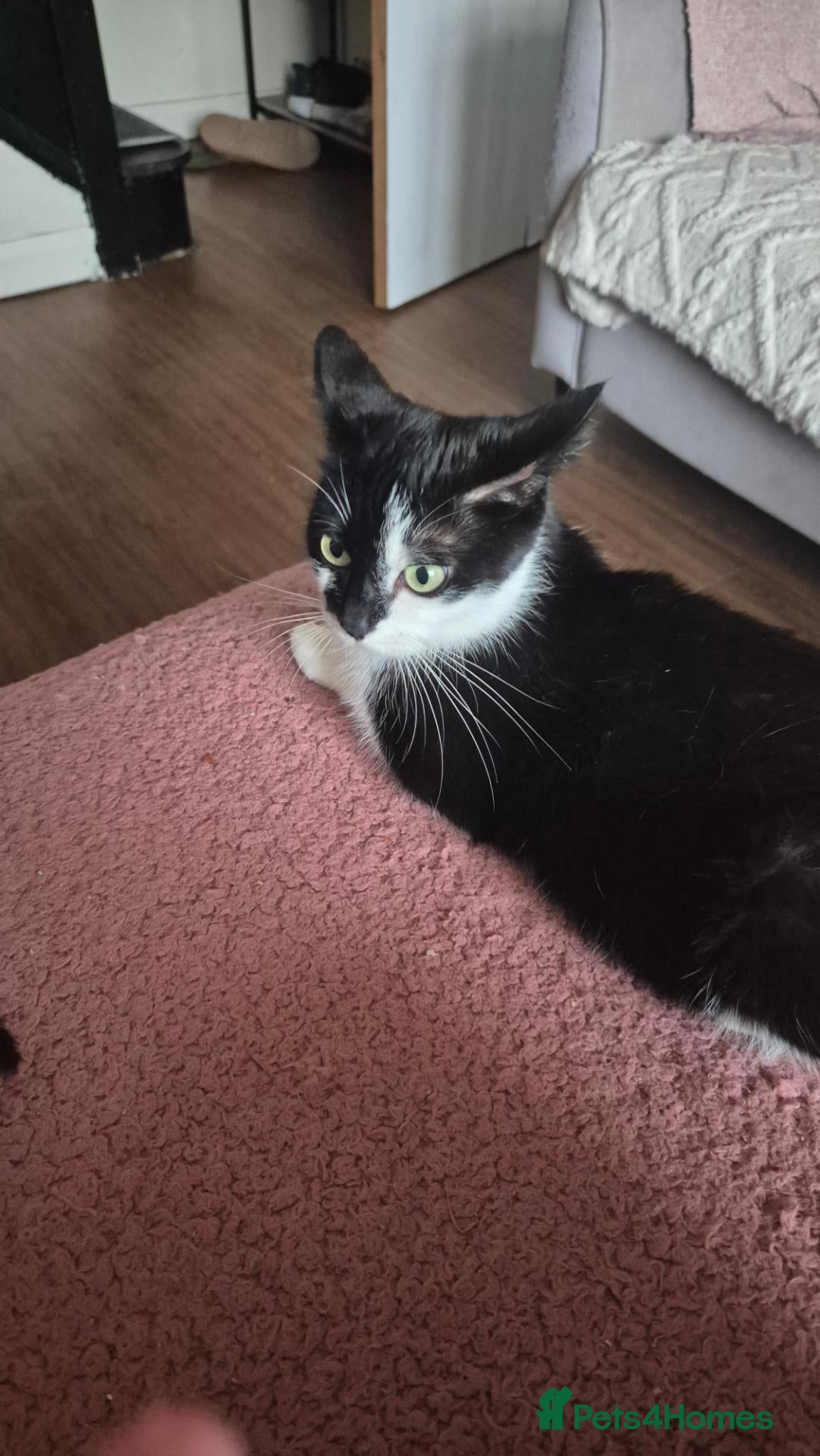 Mixed Breed cats Friendly kittens available  - Advert 3