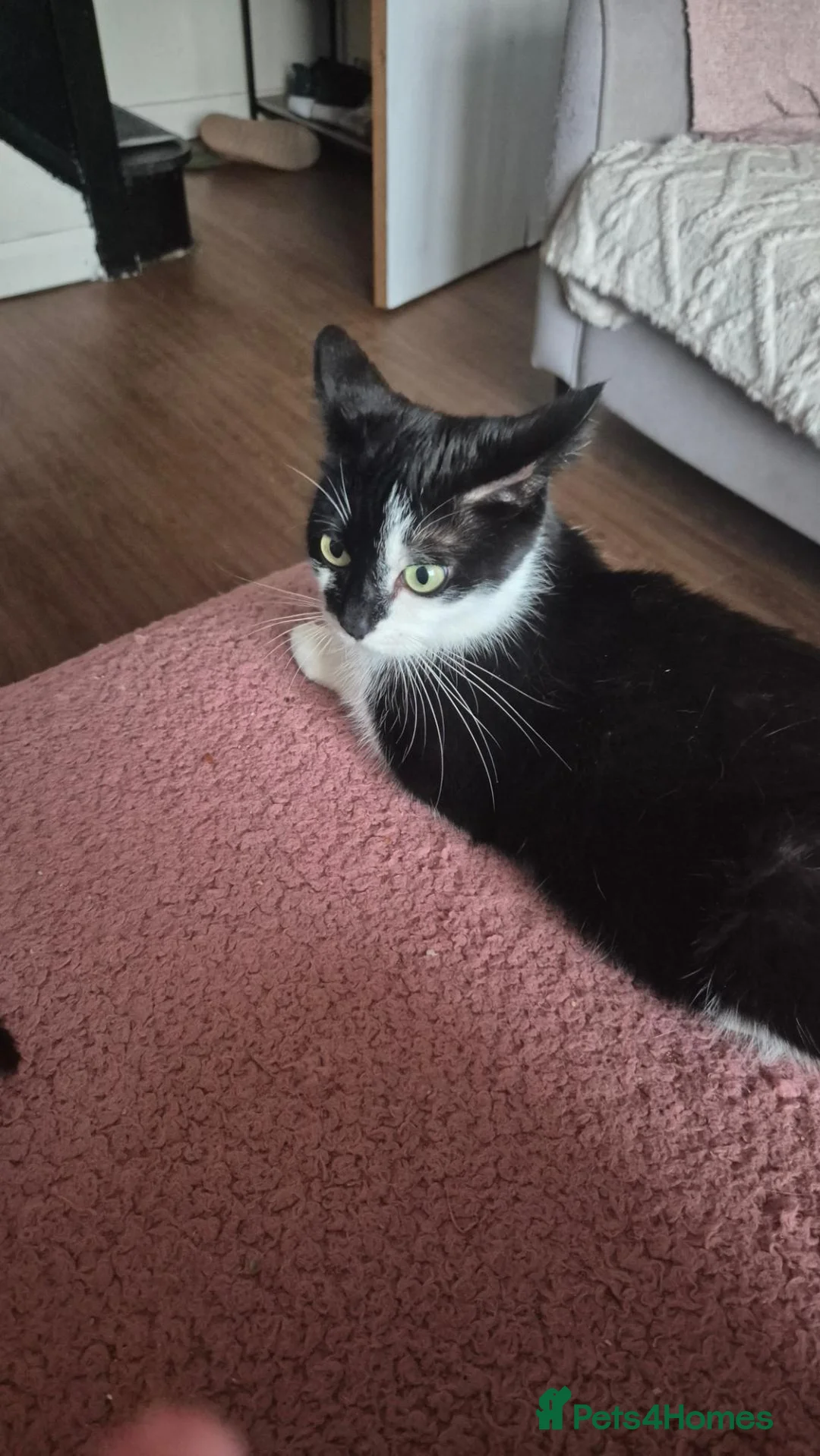 Mixed Breed cats for sale: Friendly kittens available  - Advert 1