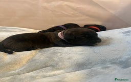 Cane Corso dogs for sale: Yuki & Aries Cane Corso Puppies  - Image 31