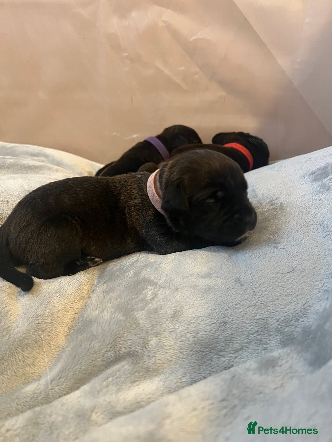 Cane Corso dogs for sale: Yuki & Aries Cane Corso Puppies  - Image 31
