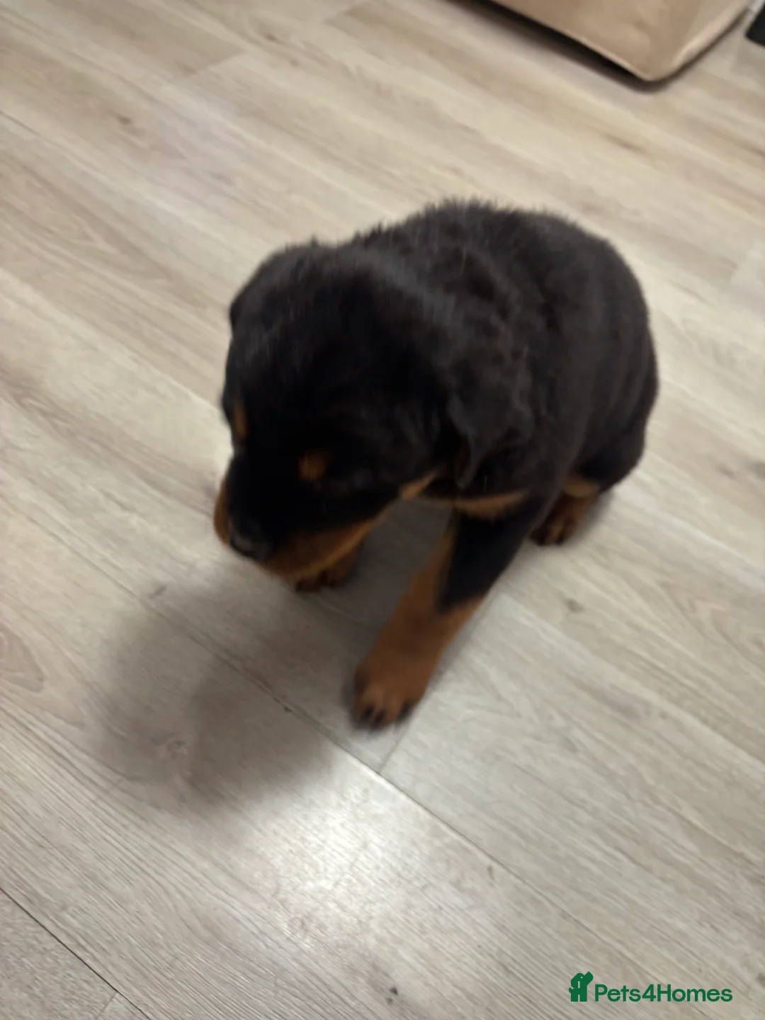 Rottweiler dogs for sale: 🐾🐶 beautifulRottweiler puppies 3 Girls Left🐶🐾 - Advert 31
