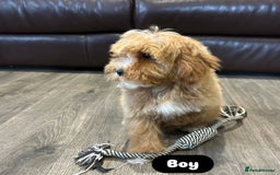 Cavapoo dogs for sale: Adorable Cavapoos ready for their new families 🐾 - Image 22