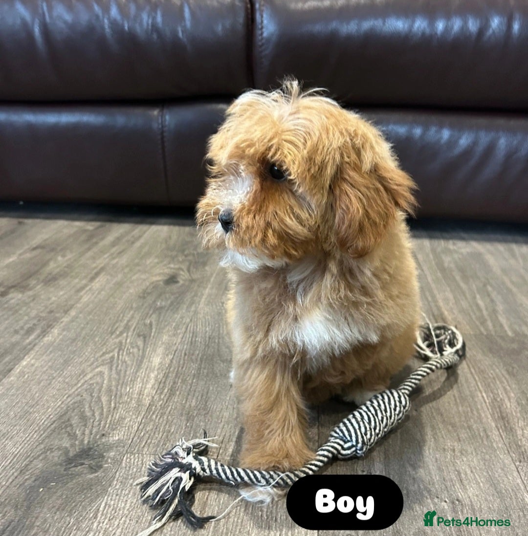 Cavapoo dogs for sale: Adorable Cavapoos ready for their new families 🐾 - Image 22