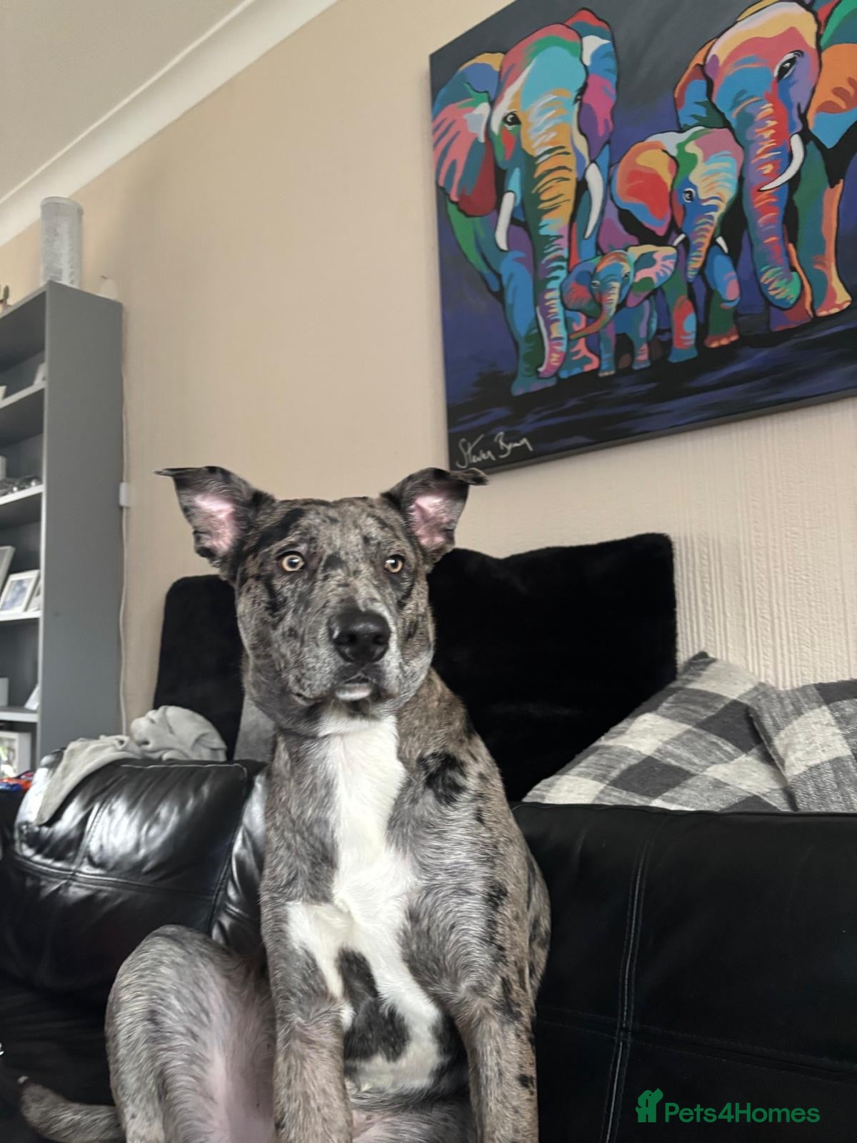 Mixed Breed dogs Whippet X border collie  - Advert 13