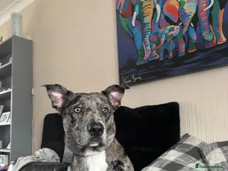 Mixed Breed dogs Whippet X border collie - Advert 13