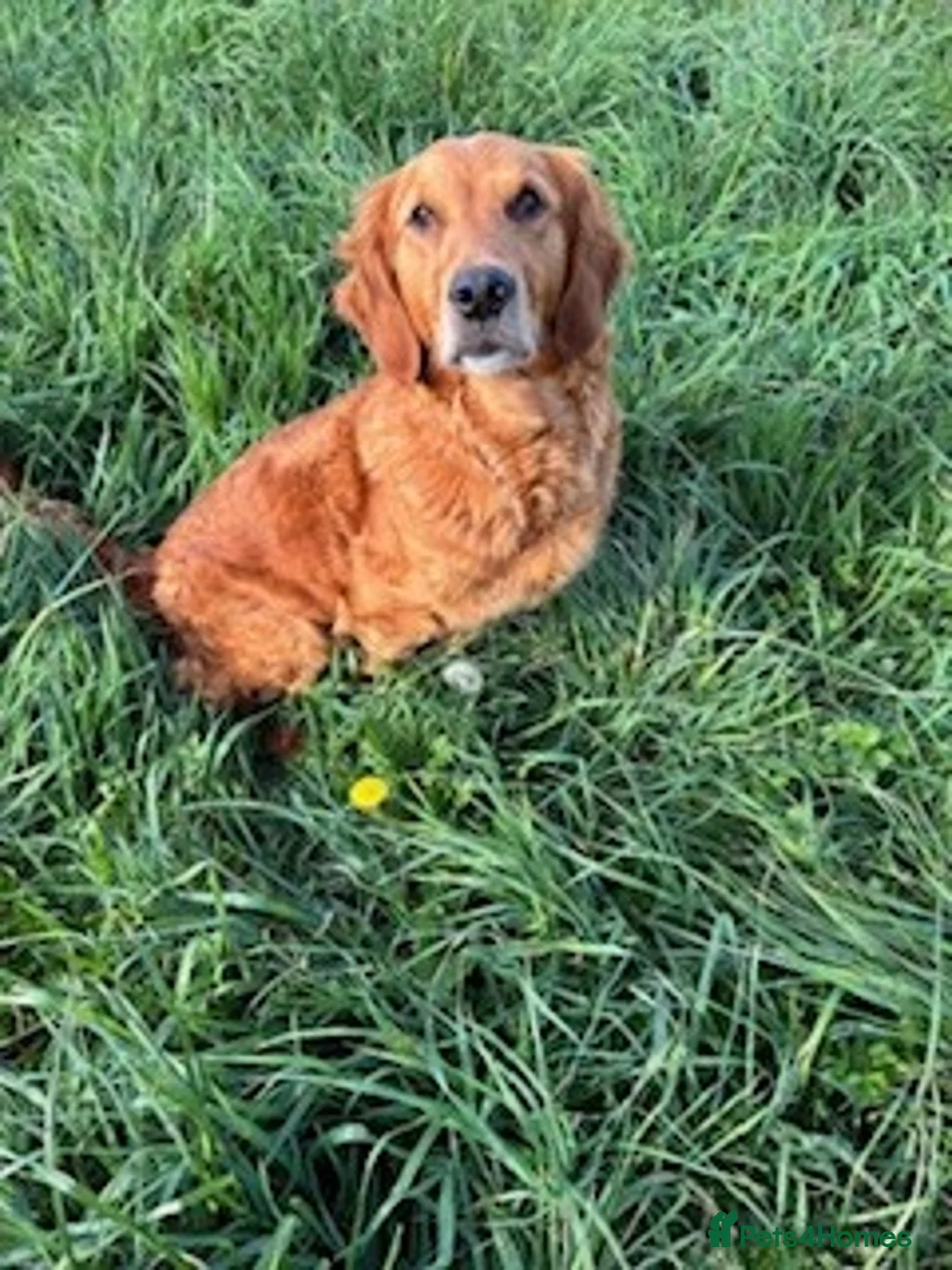 Golden Retriever dogs for sale: GOLDEN RETRIEVERS in Wisbech - Advert 6