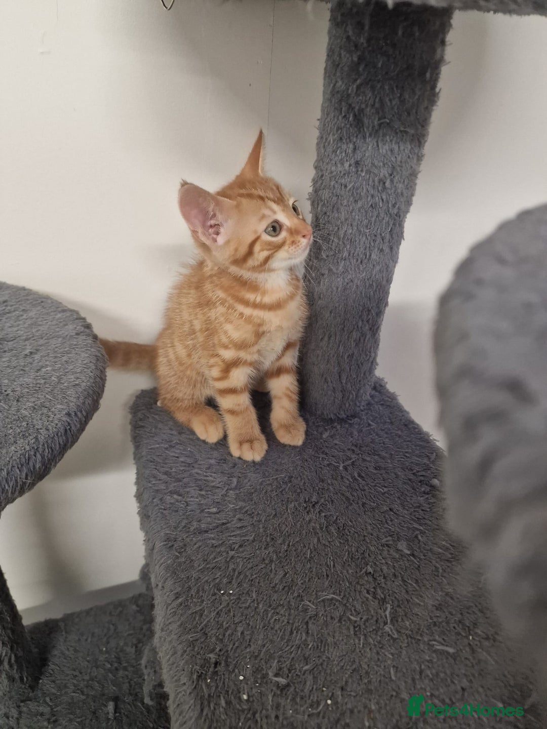 Mixed Breed cats for sale: 2 Ginger Boys, 1 Tabby Girl. Donate to charity - Image 27