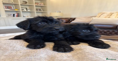 Mixed Breed dogs - Advert 14