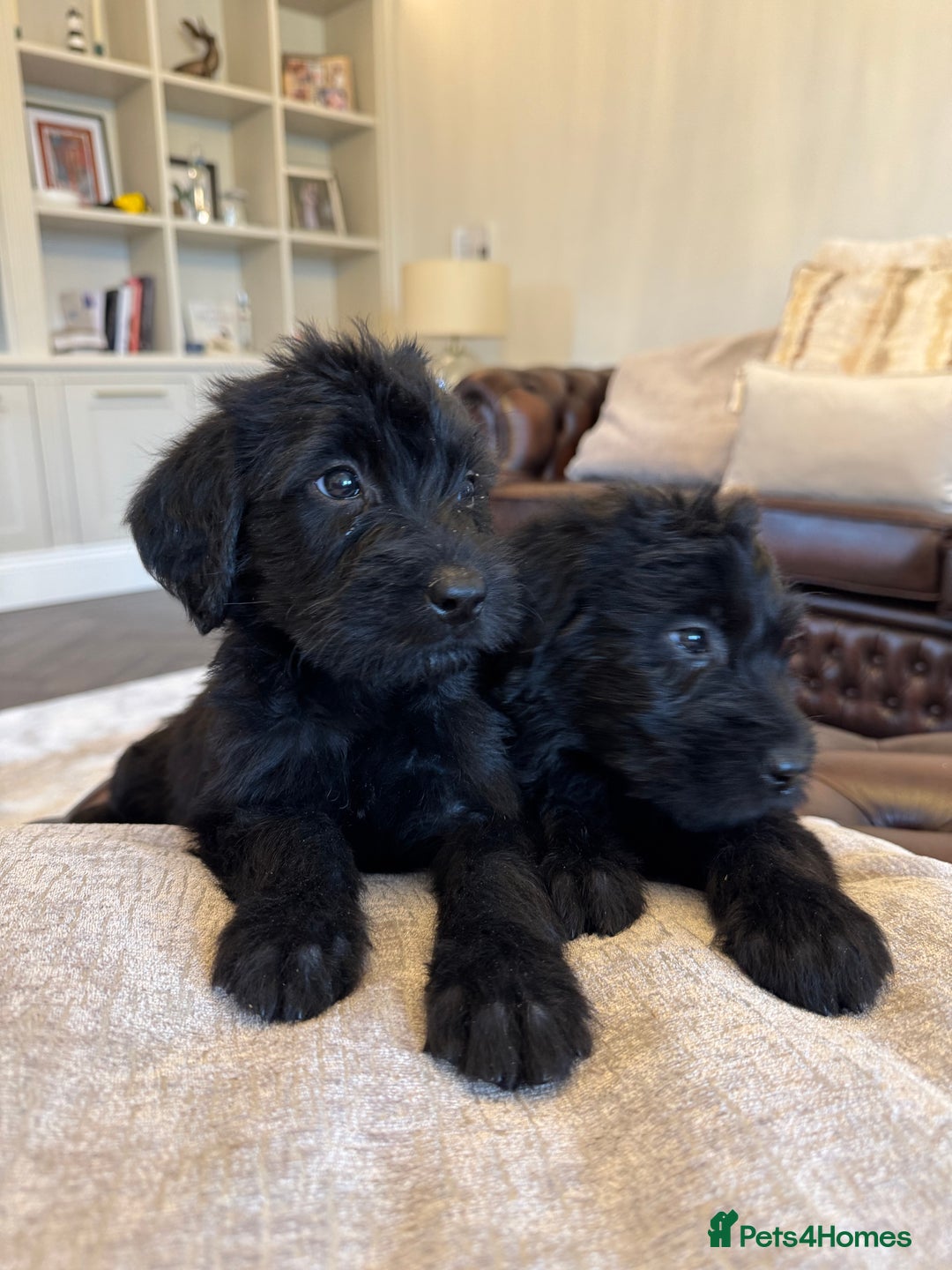 Mixed Breed dogs for sale: 🐾 🧸 *Ready Saturday* Beautiful Doodles 💕🐾 - Image 2