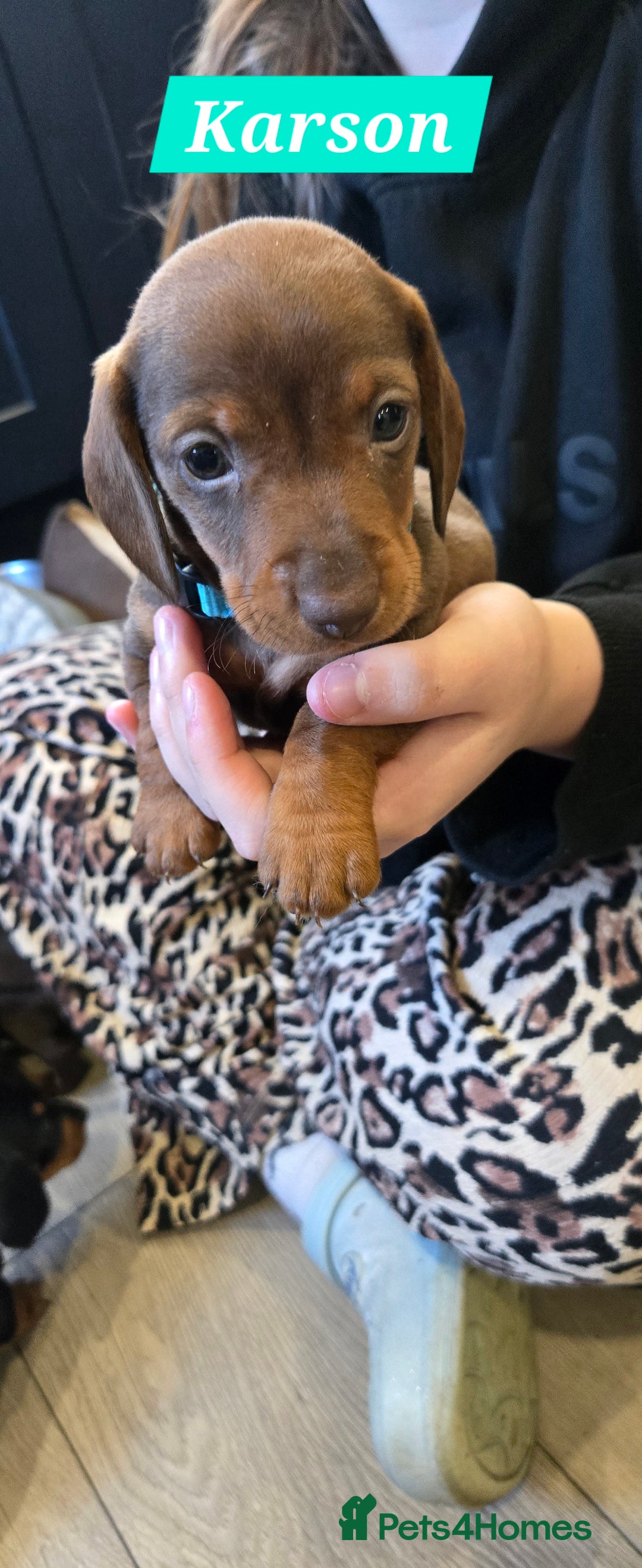 Dachshund dogs for sale: Beautiful Daxis - Advert 23