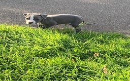 American Bully dogs for sale: American pocket bully  - Image 6