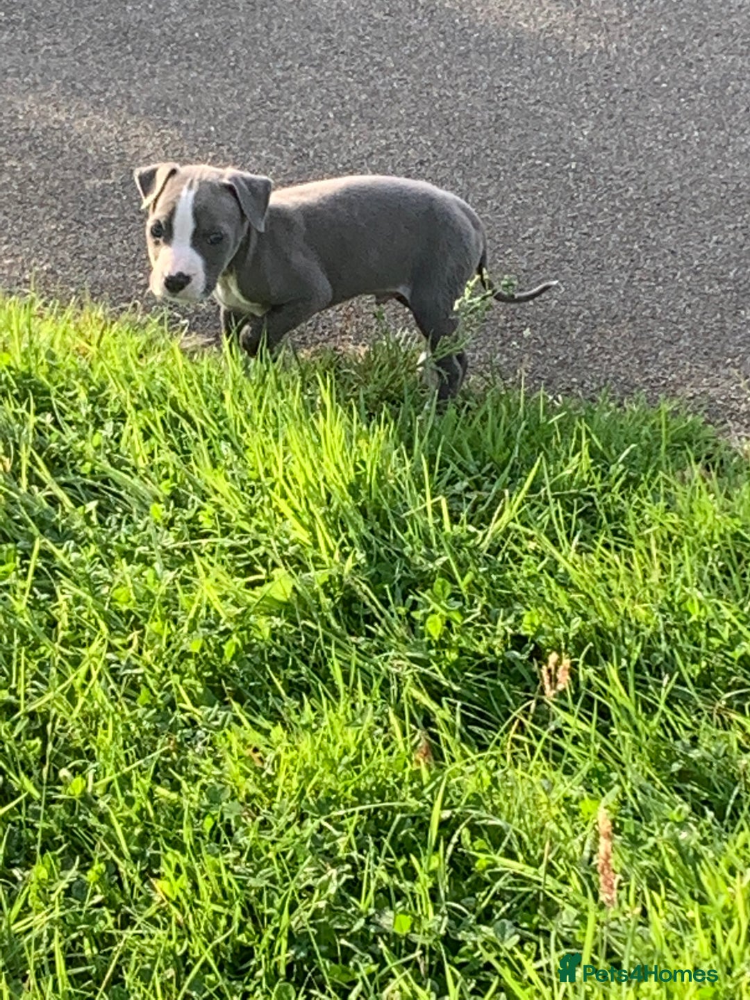 American Bully dogs for sale: American pocket bully  - Image 6