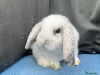 Mini Lop rabbits Lovely Baby Mini Lops - Advert 17