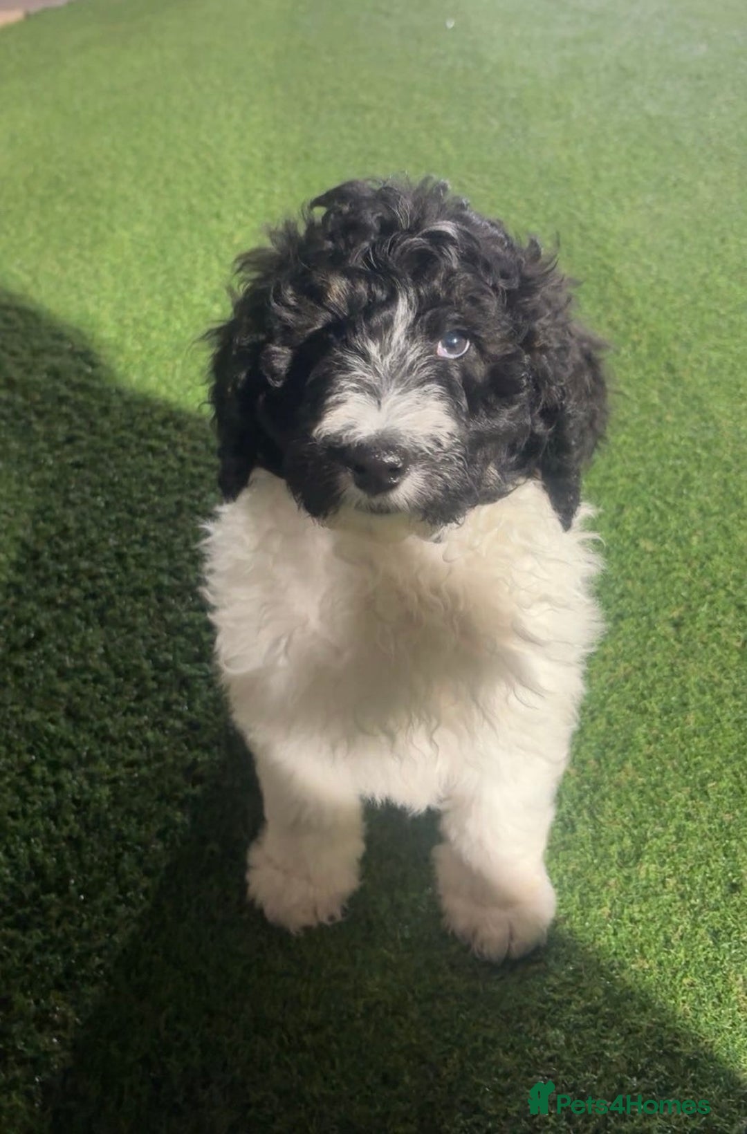 Bernedoodle dogs for sale: Tri-colour Bernedoodle  puppies  - Advert 15