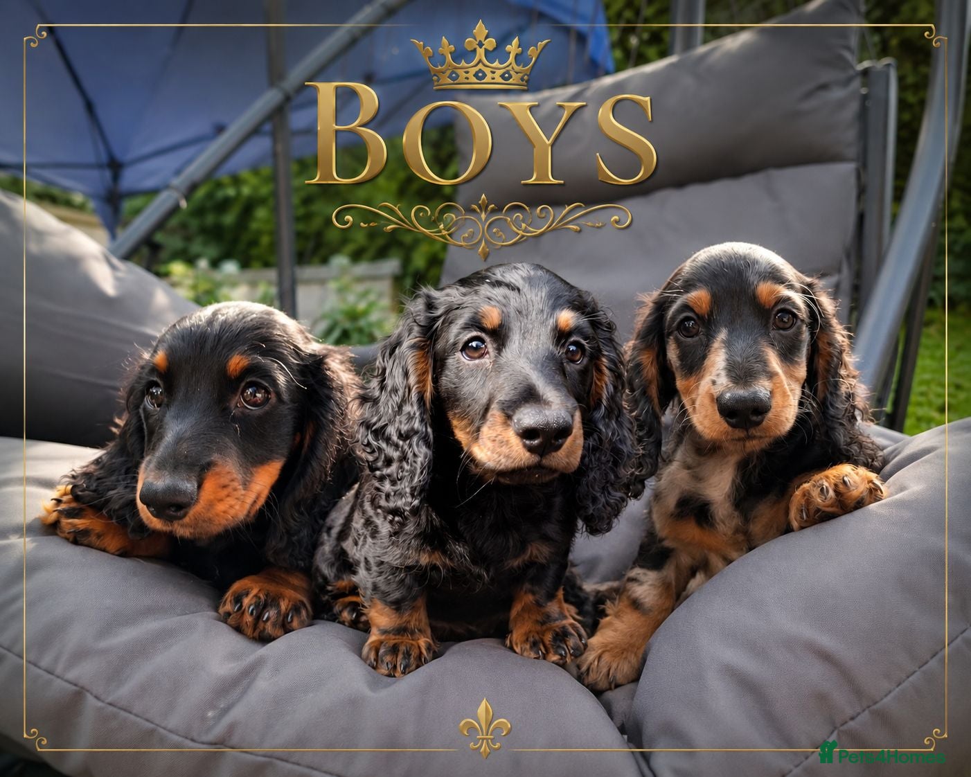 Miniature Dachshund dogs Long Haired miniature dachshund boys  - Advert 14