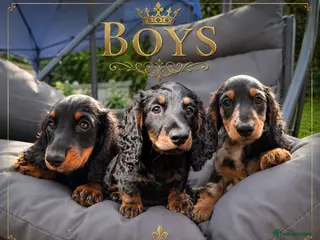 Miniature Dachshund dogs Long Haired miniature dachshund boys - Advert 14