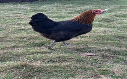 Chickens poultry for sale: Chickens, Ducks, Geese, Turkeys, Chicks and more  - Image 14