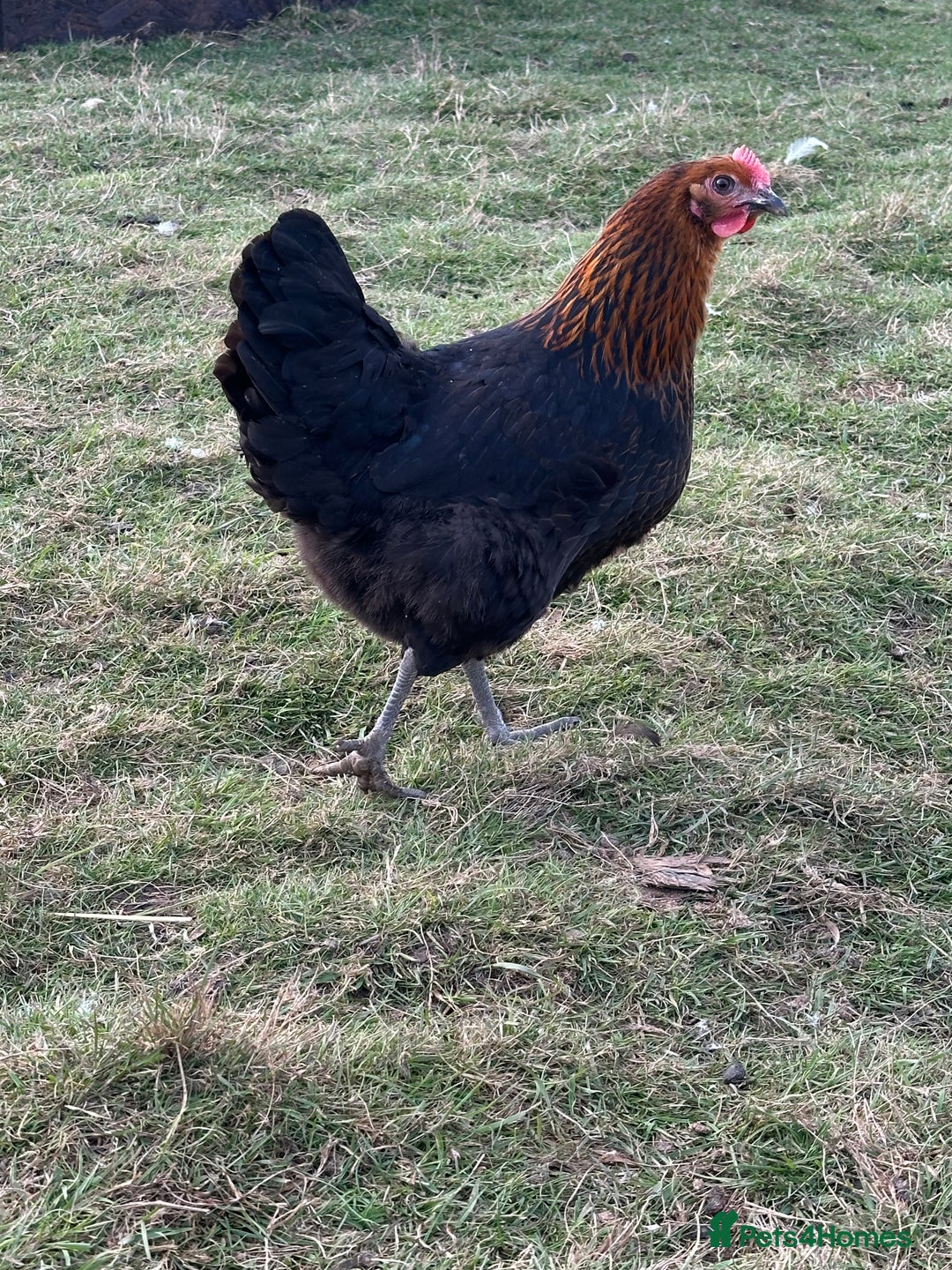 Chickens poultry for sale: Chickens, Ducks, Geese, Turkeys, Chicks and more  - Image 14