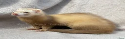 Ferret rodents for sale: ANGELICFERRETS. ONLY 4 JILLS LEFT. READY NOW - Advert 4