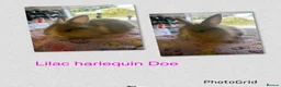 Lionhead rabbits for sale: Harlequin DM Lionhead’s - Advert 3