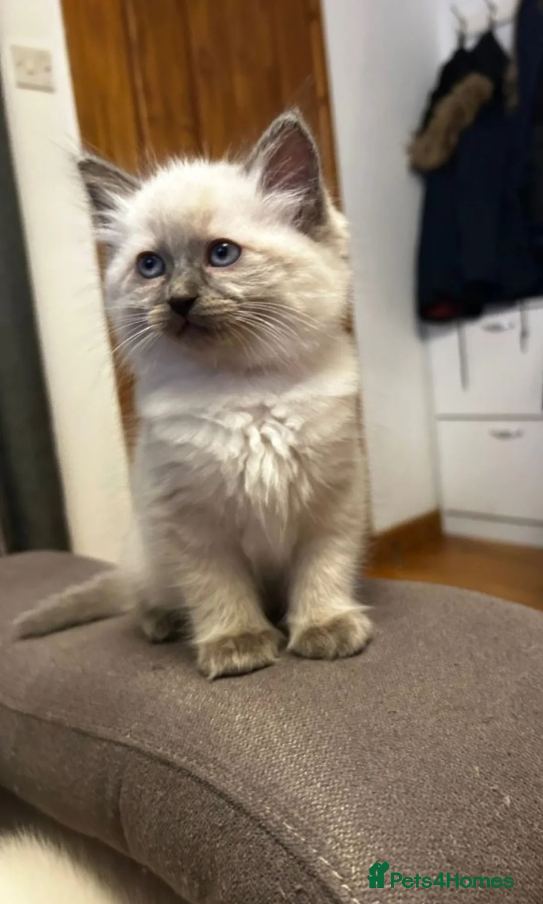 Ragdoll cats for sale: Kittens - Advert 11