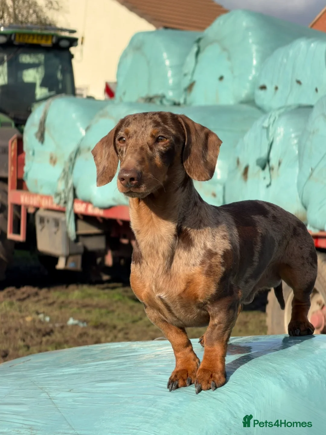 Miniature Dachshund dogs for stud: Miniature dachshund for stud  in York - Advert 2